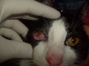 conjuntivite em gatos